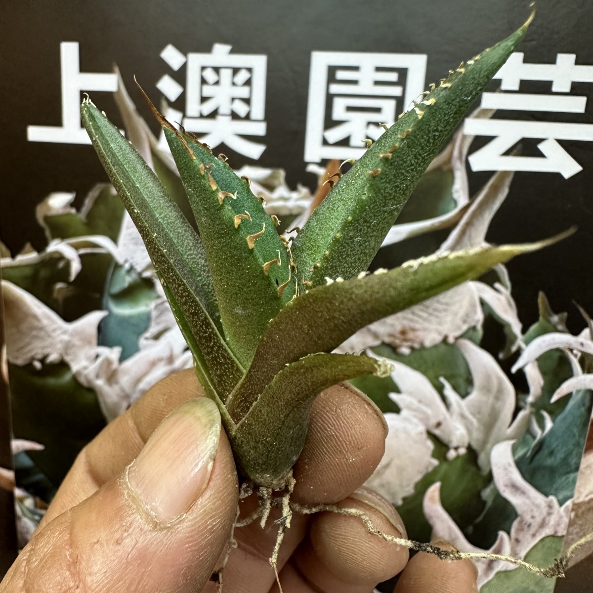 599【上澳園芸】 アガベagave チタノタ 蜘蛛 クモ 特選 優良血統 TC株 (検皇冠 蚩尤 星空 麻花龍 ）_画像5