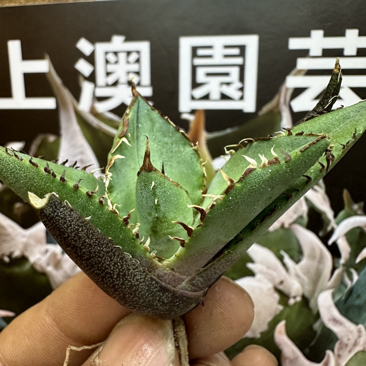 616【上澳園芸】アガベ 多肉植物 チタノタ ’ 熊猫 パンダ 極上子株 包葉_画像2