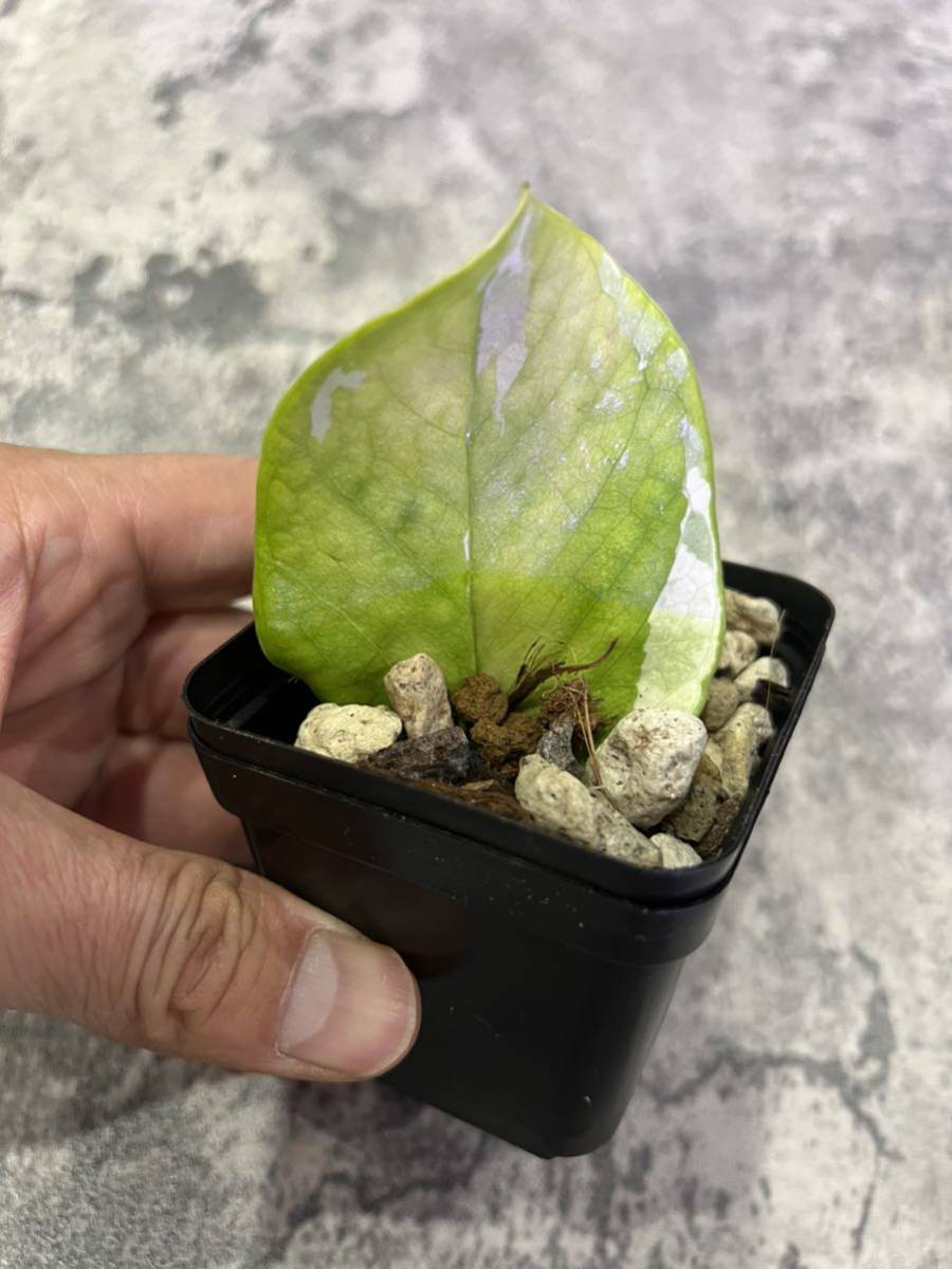 ザミオクルカス ザミーフォリア 斑入りZamioculcas Zamiifolia 12_画像4