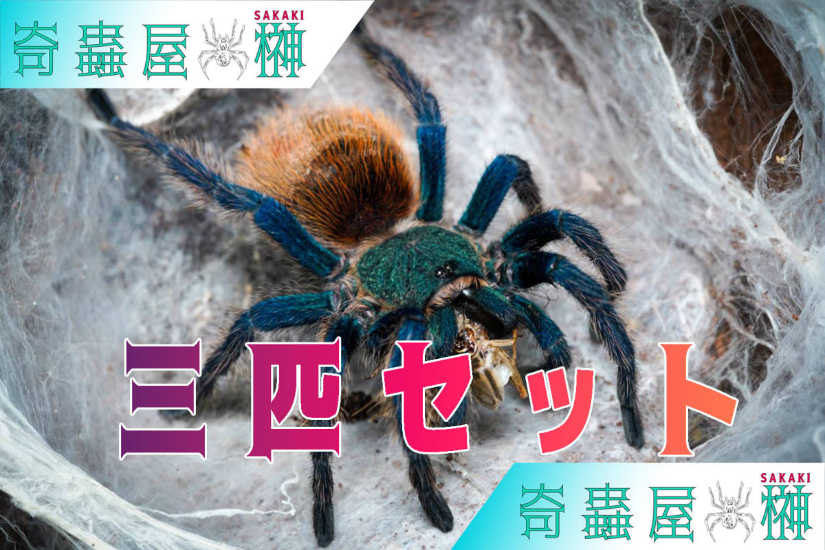 【繁殖記念セール】グリーンボトルブルー/Chromatopelma cyaneopubescens 3匹セット 当店CB【幼体】タランチュラ/奇虫/奇蟲 ⑤_画像1