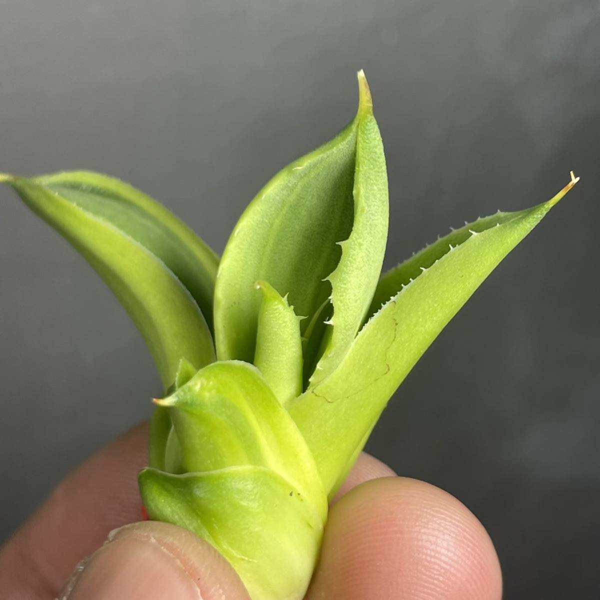 アガベ パリー トランカータ ' ライム ストリーク ' Agave parryi truncata ' Lime Streak ' 20_画像5