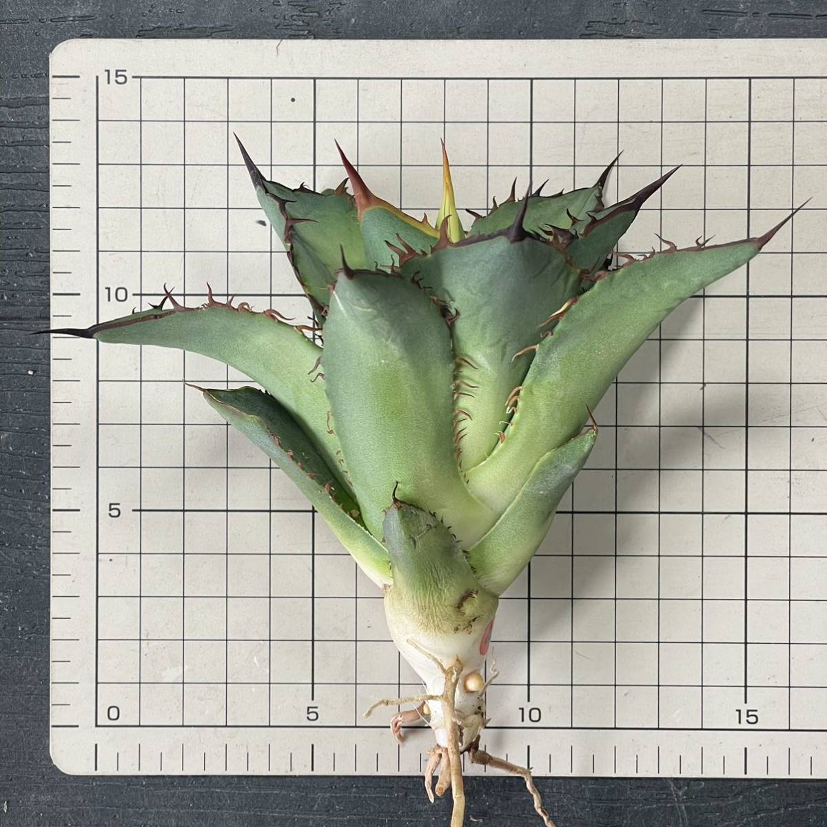 アガベ チタノタ 'オリバ' Agave titanota 'OLIVA' [IMPORT SELECT FROM EURO] 21_画像10