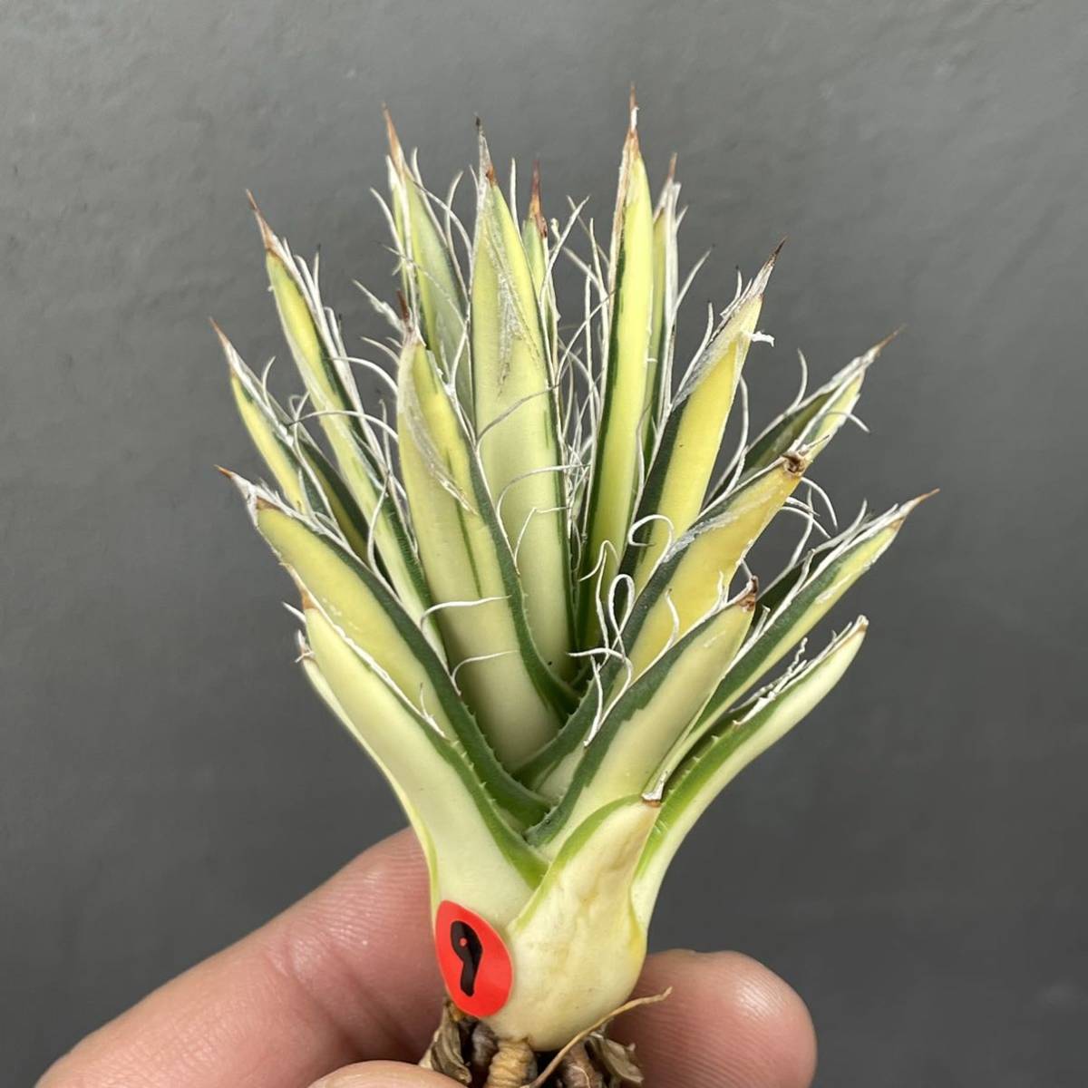 アガベ 姫乱雪錦 中斑 Agave parviflora f.variegata 9_画像3