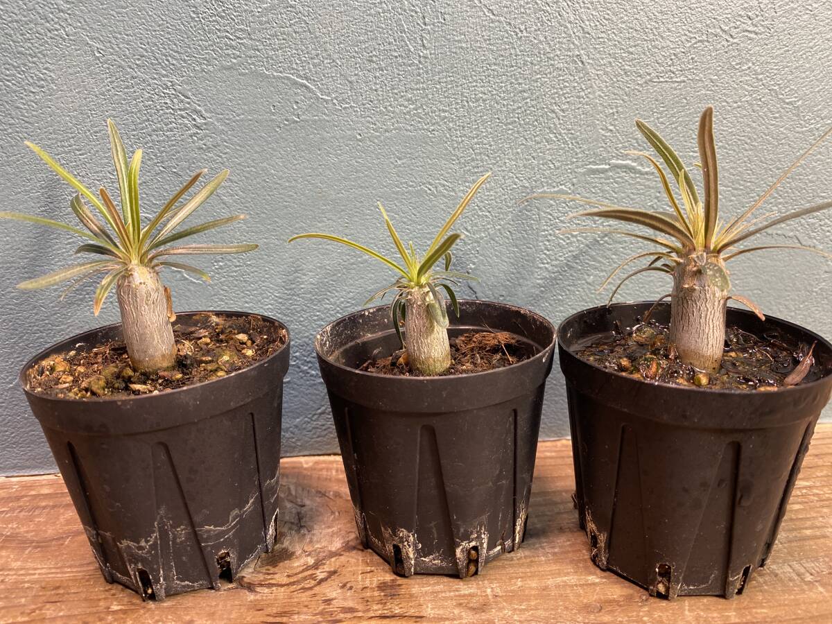 1円売切り！ T2 パキポディウム グラキリス 3株セット　Pachypodium rosulatum var. gracilius 実生 同梱可_画像1