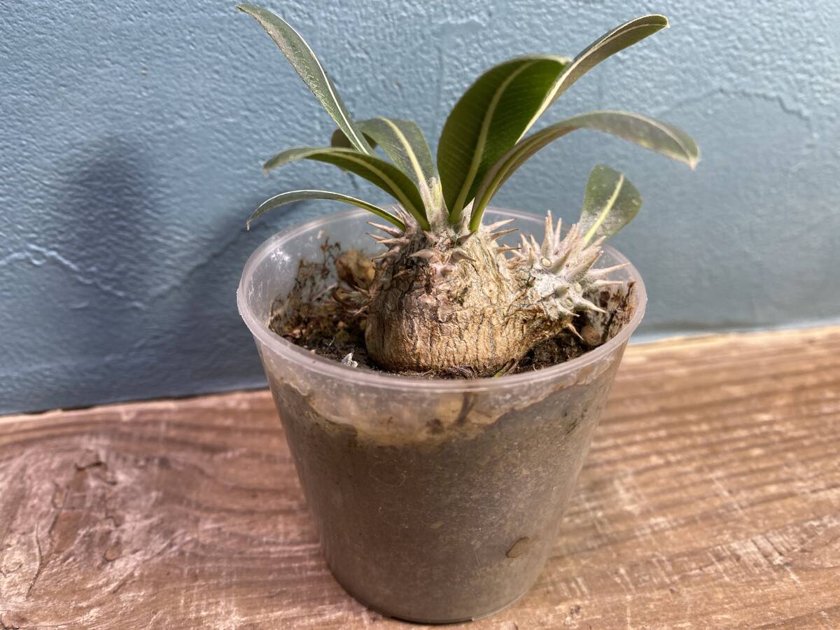 1円売切り！D1.パキポディウム ホロンベンセ Pachypodium horombense 同梱可！_画像1