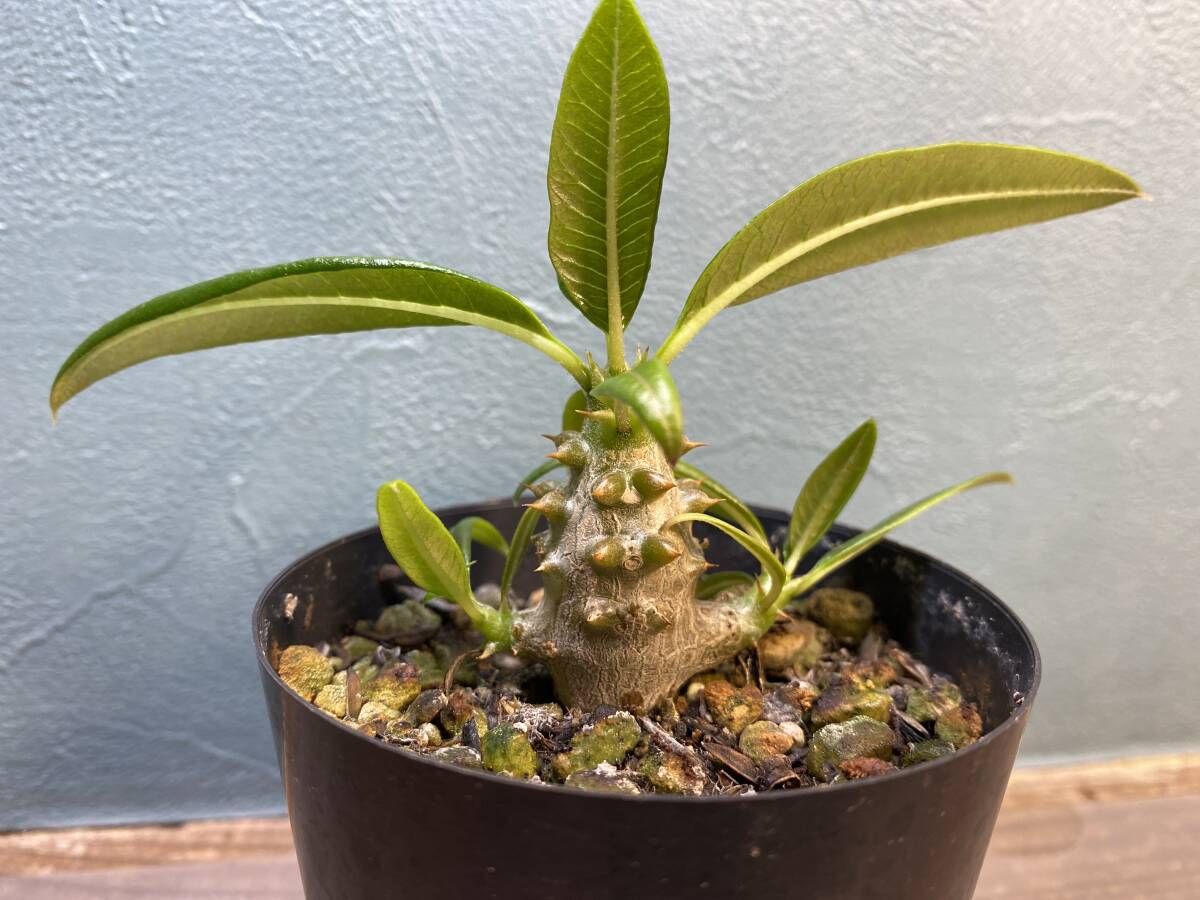 1円売切り！D1.パキポディウム バロニー Pachypodium baronii 同梱可！_画像1