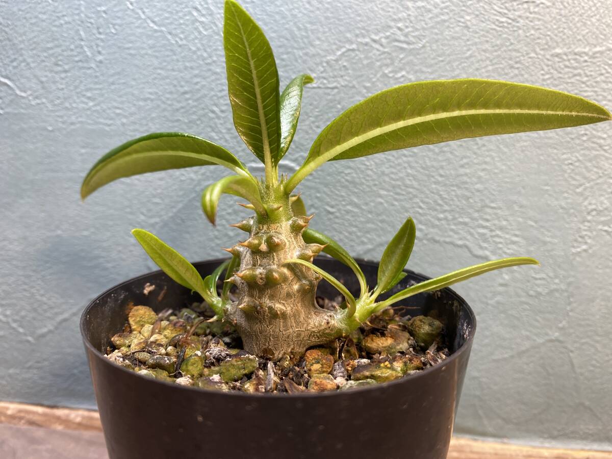 1円売切り！D1.パキポディウム バロニー Pachypodium baronii 同梱可！_画像3