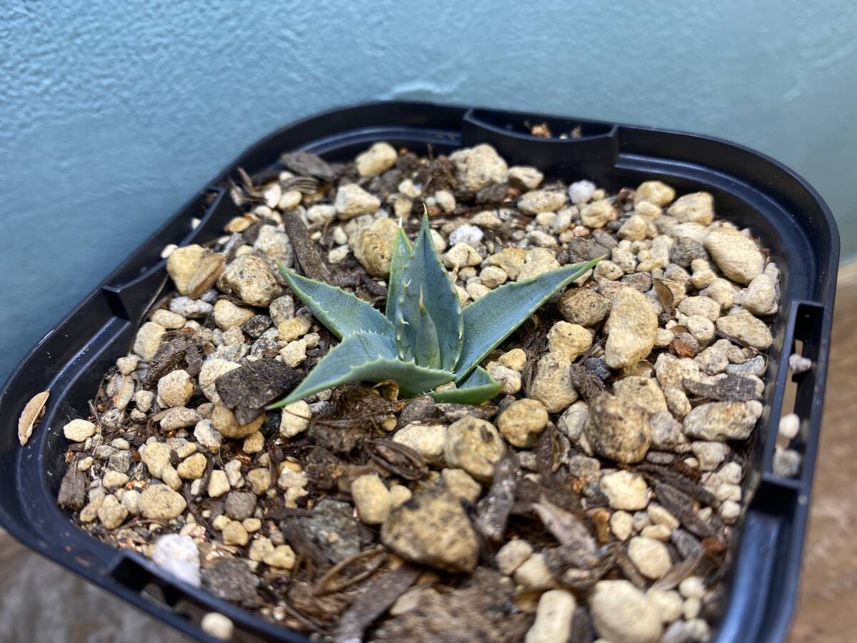 1円売切り！ B3.アガベ エボリスピナ Agave utahensis var. eborispina 実生　同梱可！_画像3