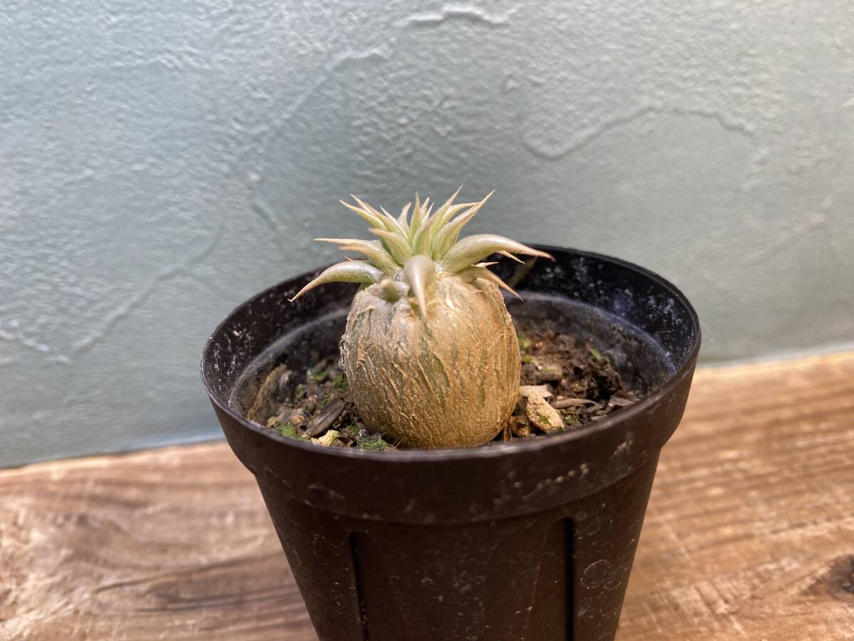 1円売切り！L1.パキポディウム エブレネウム Pachypodium rosulatum var. eburneum 同梱可！_画像1