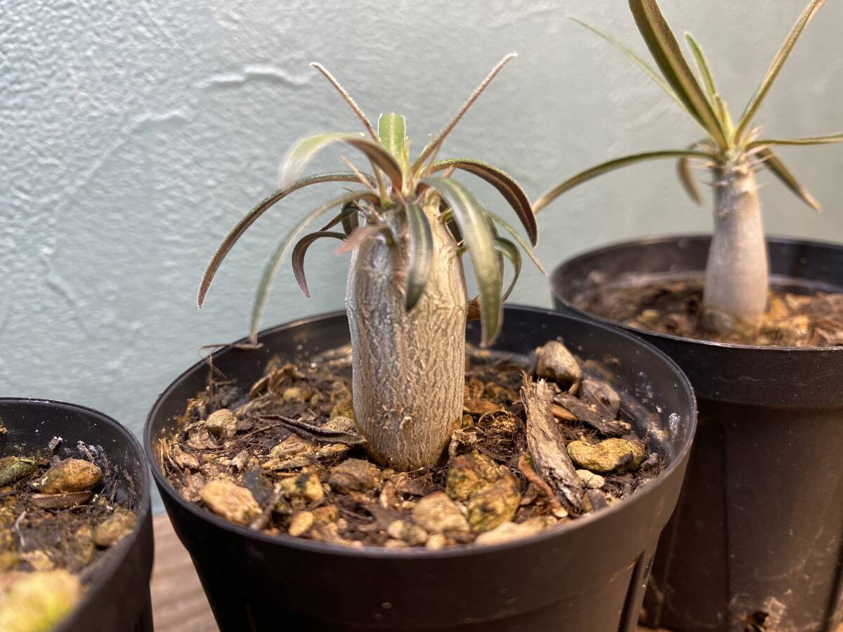 1円売切り！ L2 パキポディウム グラキリス 3株セット　Pachypodium rosulatum var. gracilius 実生 同梱可_画像3