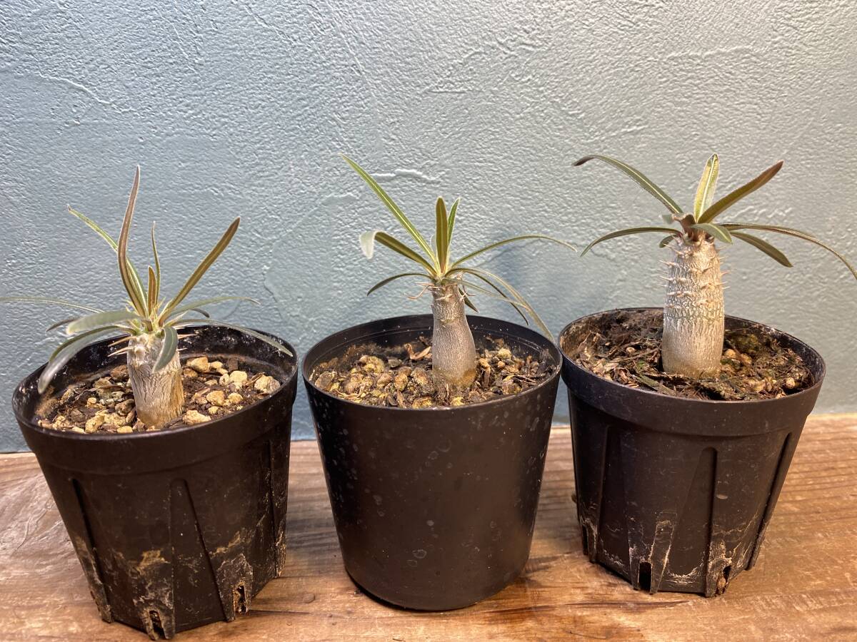 1円売切り！ L4 パキポディウム グラキリス 3株セット　Pachypodium rosulatum var. gracilius 実生 同梱可_画像1