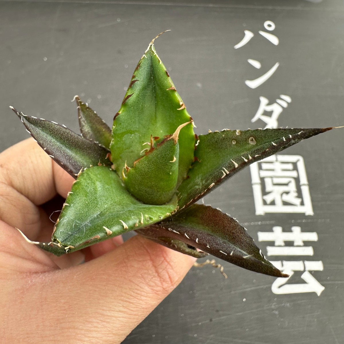 J39【パンダ園芸】アガベ　チタノタ HADES ハデス 恐竜牙歯 Agave titanota Hades　メリクロン株 発根済み _画像5