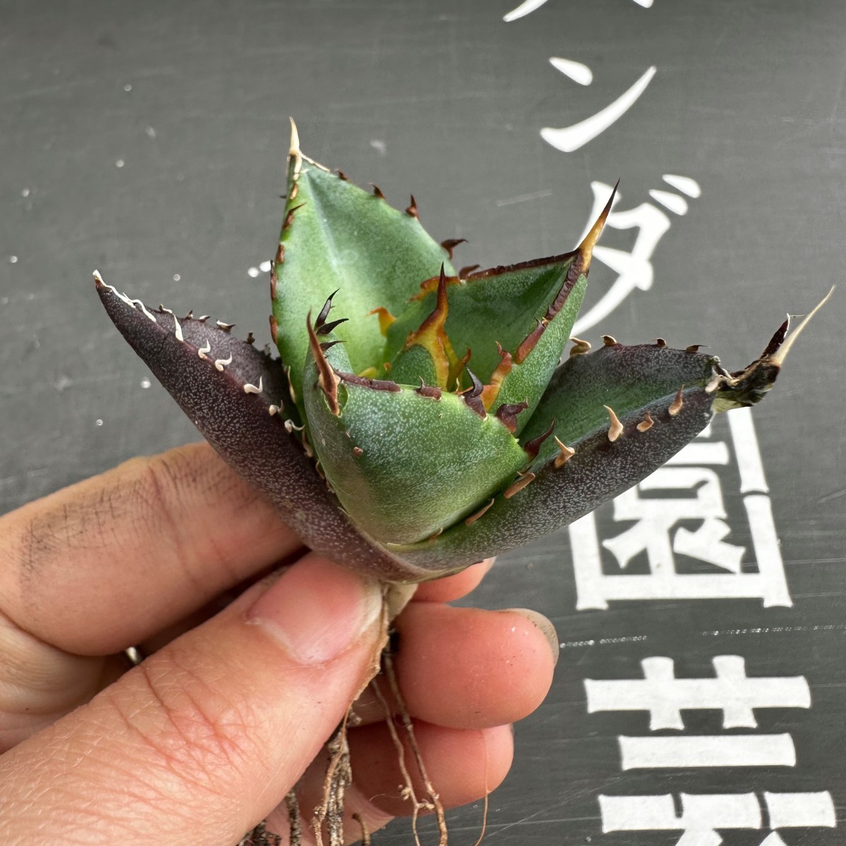 K5【パンダ園芸】アガベ　チタノタ HADES ハデス 恐竜牙歯 Agave titanota Hades　メリクロン株 発根済み _画像6