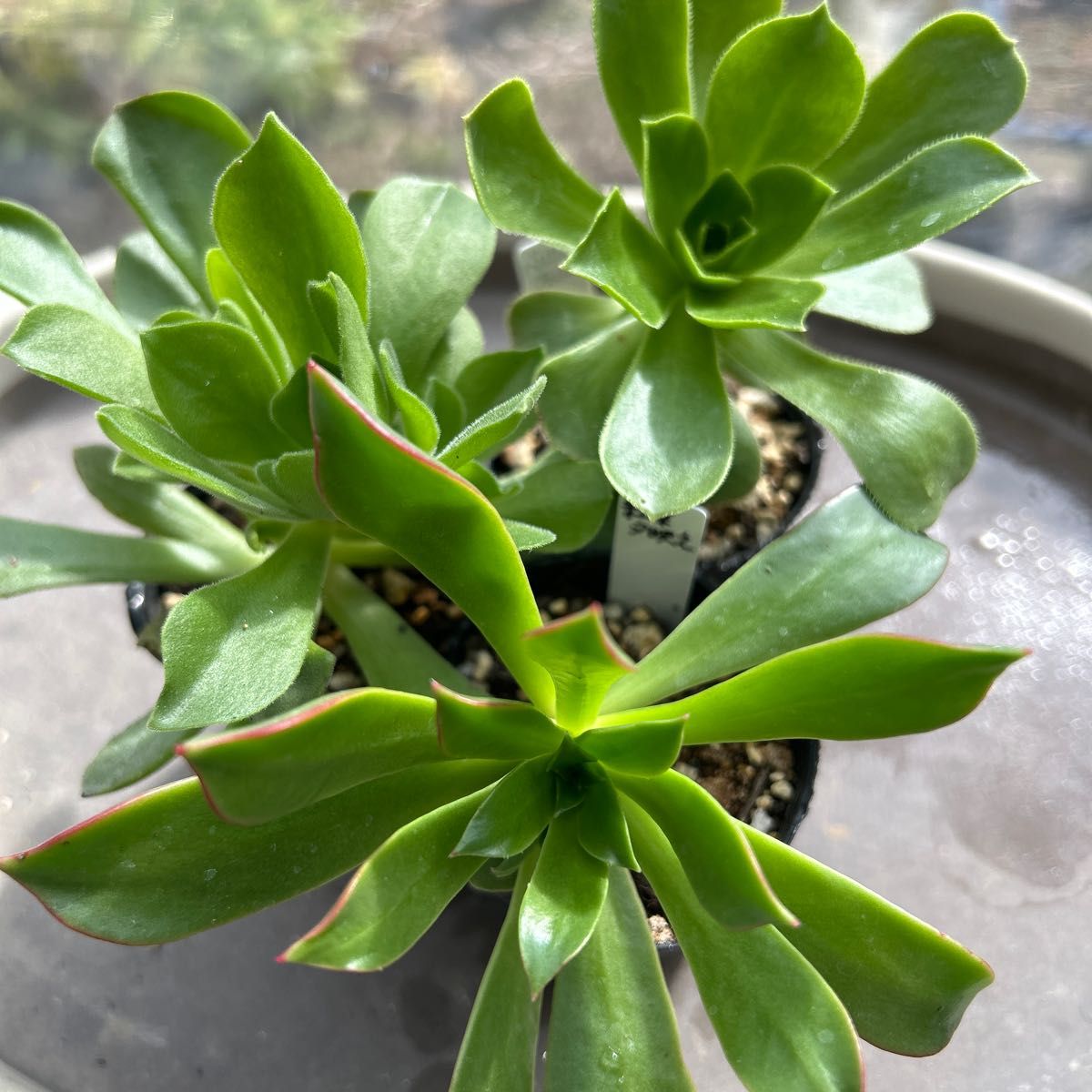 多肉植物 アエオニウム 抜き苗 10苗 セット① 彩蝶 鳳凰法師錦 多肉植物 アエオニウム 抜き苗 10苗 セット① 彩蝶 鳳凰法師錦