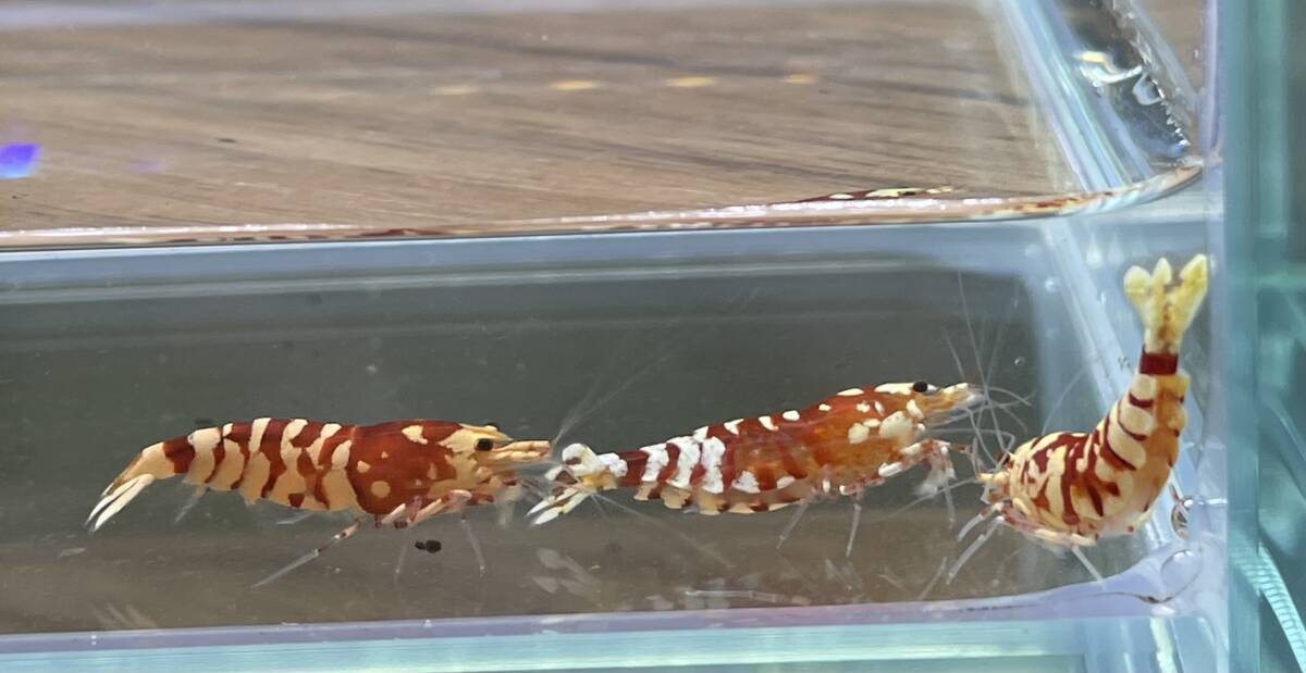 【ｈａｒｕ- shrimp -】タイガービーシュリンプ(太極) ビギナークラス繁殖セット ♀３♂２ _画像6