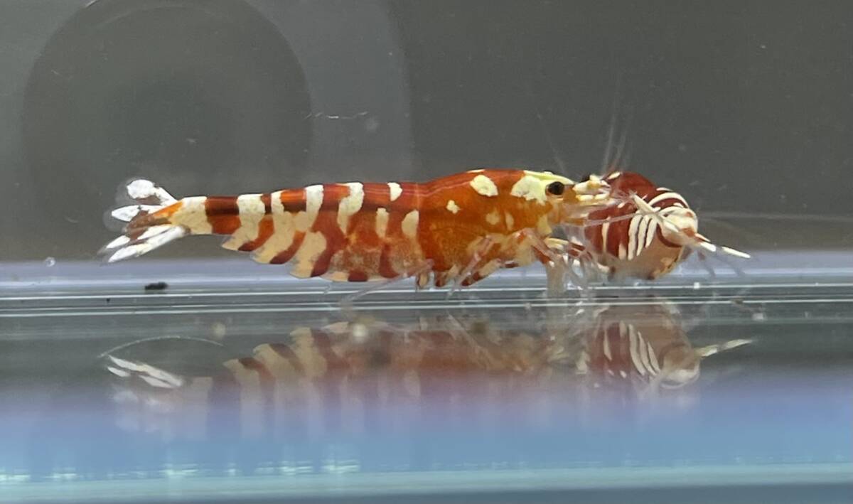 【ｈａｒｕ- shrimp -】タイガービーシュリンプ(太極) ビギナークラス繁殖セット ♀３♂２ _画像10