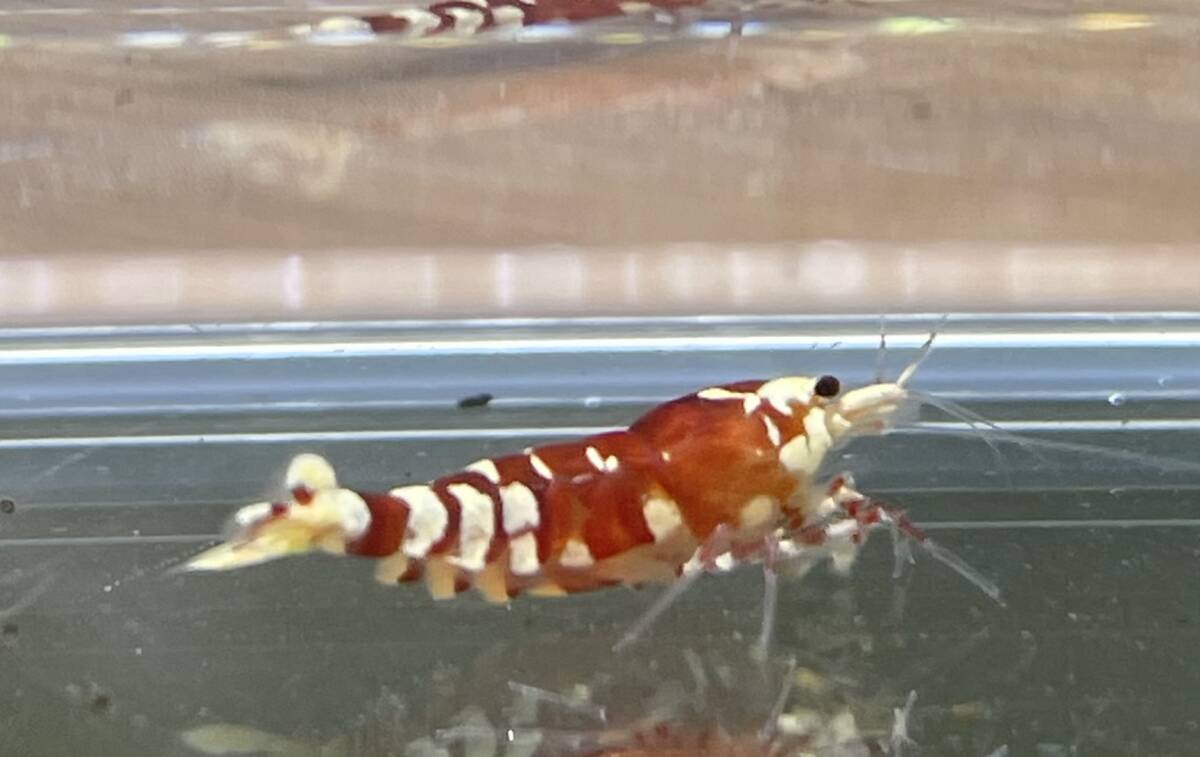 【ｈａｒｕ- shrimp -】タイガービーシュリンプ(太極) ビギナークラス繁殖セット ♀３♂２ _画像9