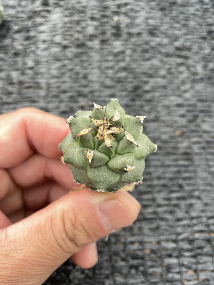 サボテン 多肉植物 （10#） Turbinicarpus alonsoi　ツルビニカルプス　アロンソイ　実生3本_画像3