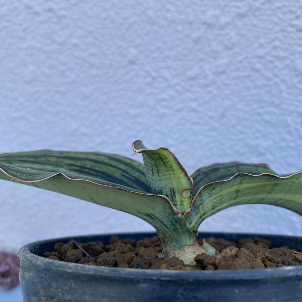 超希少 サンスベリア クレオパトラ 斑入り Sansevieria Cleopatra Variegated Multi-color Super RARE SANSEVIERIA 多肉植物 サンセベリア_画像7