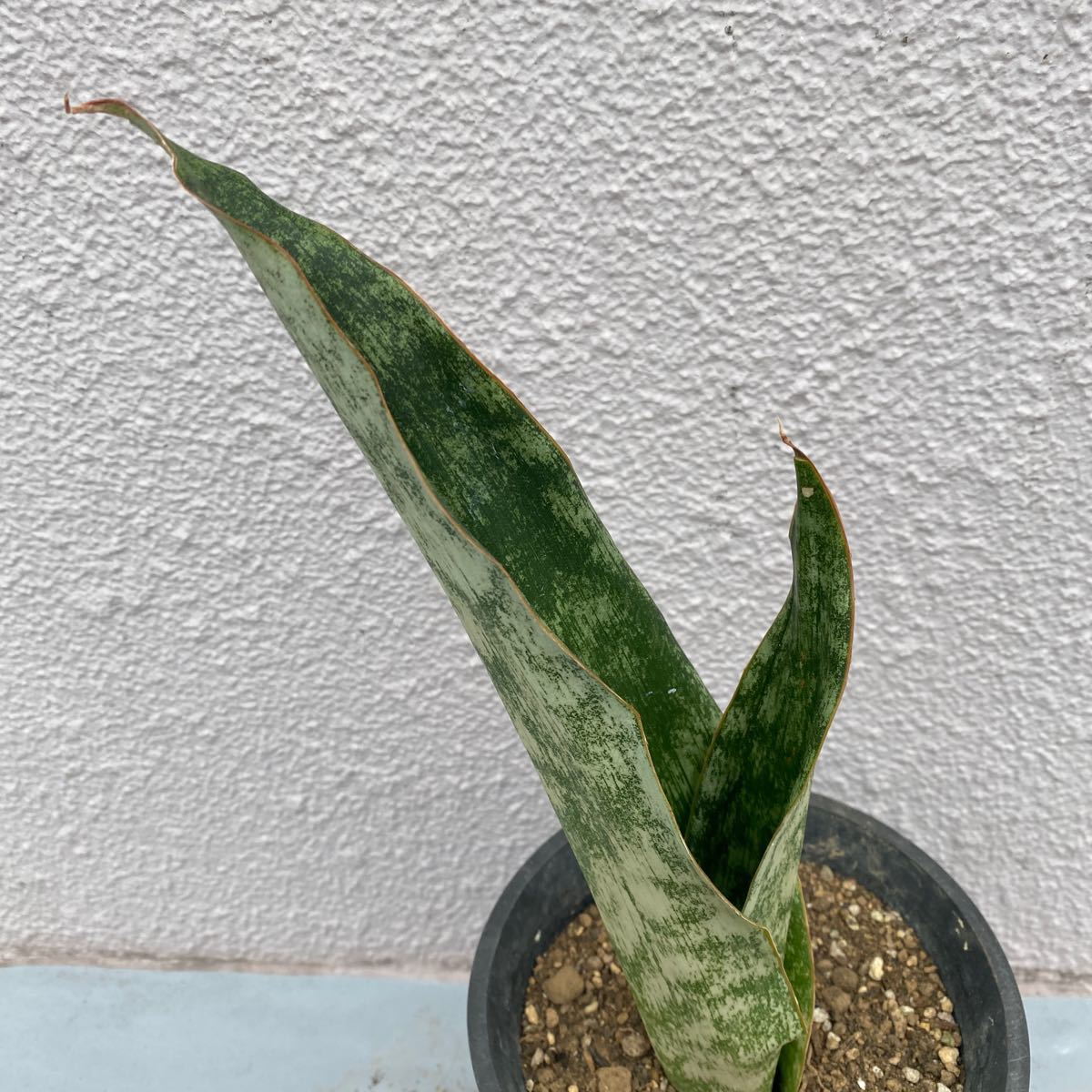 超希少種 サンスベリア　Sp Braunii ES22431 多肉植物 レアな　サンセベリア　sansevieria species _画像3