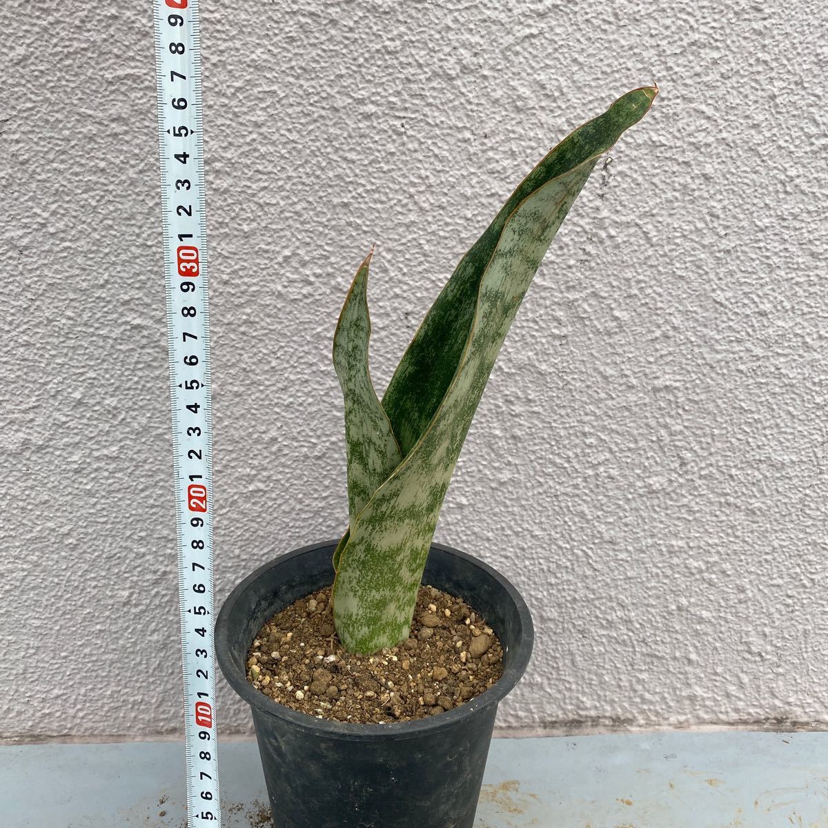 超希少種 サンスベリア　Sp Braunii ES22431 多肉植物 レアな　サンセベリア　sansevieria species _画像6