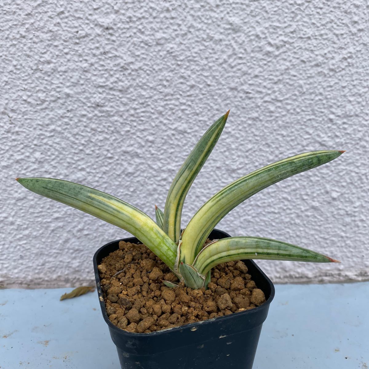 サンスベリア ブルークローン　斑入り SANSEVIERIA BLUE CLONE Lav.1970 VARIEGATED 多肉植物 レアな　サンセベリア　錦　_画像1