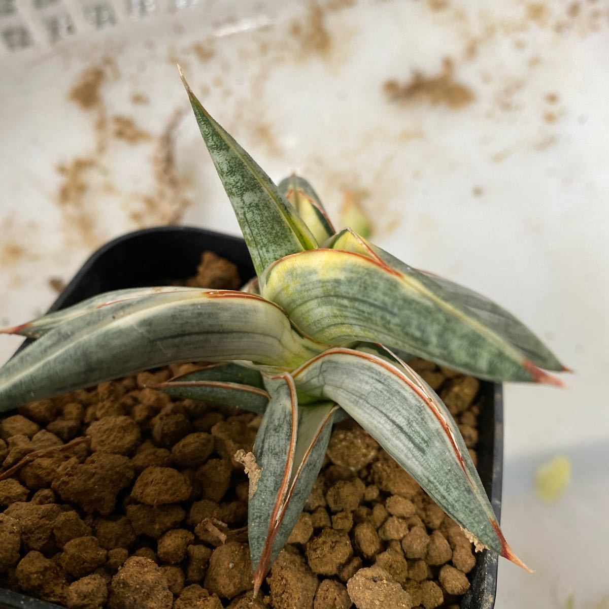 サンスベリア　ベラ　ラブラノス1970ブルークローン斑入り　SANSEVIERIA BELLA LAVRANOS 1970 BLUE CLONE レアなサンセベリア錦　多肉植物 _画像7