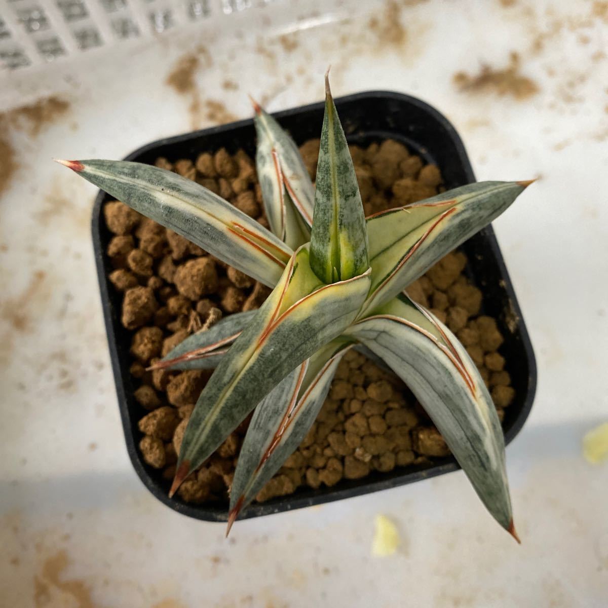 サンスベリア　ベラ　ラブラノス1970ブルークローン斑入り　SANSEVIERIA BELLA LAVRANOS 1970 BLUE CLONE レアなサンセベリア錦　多肉植物 _画像8