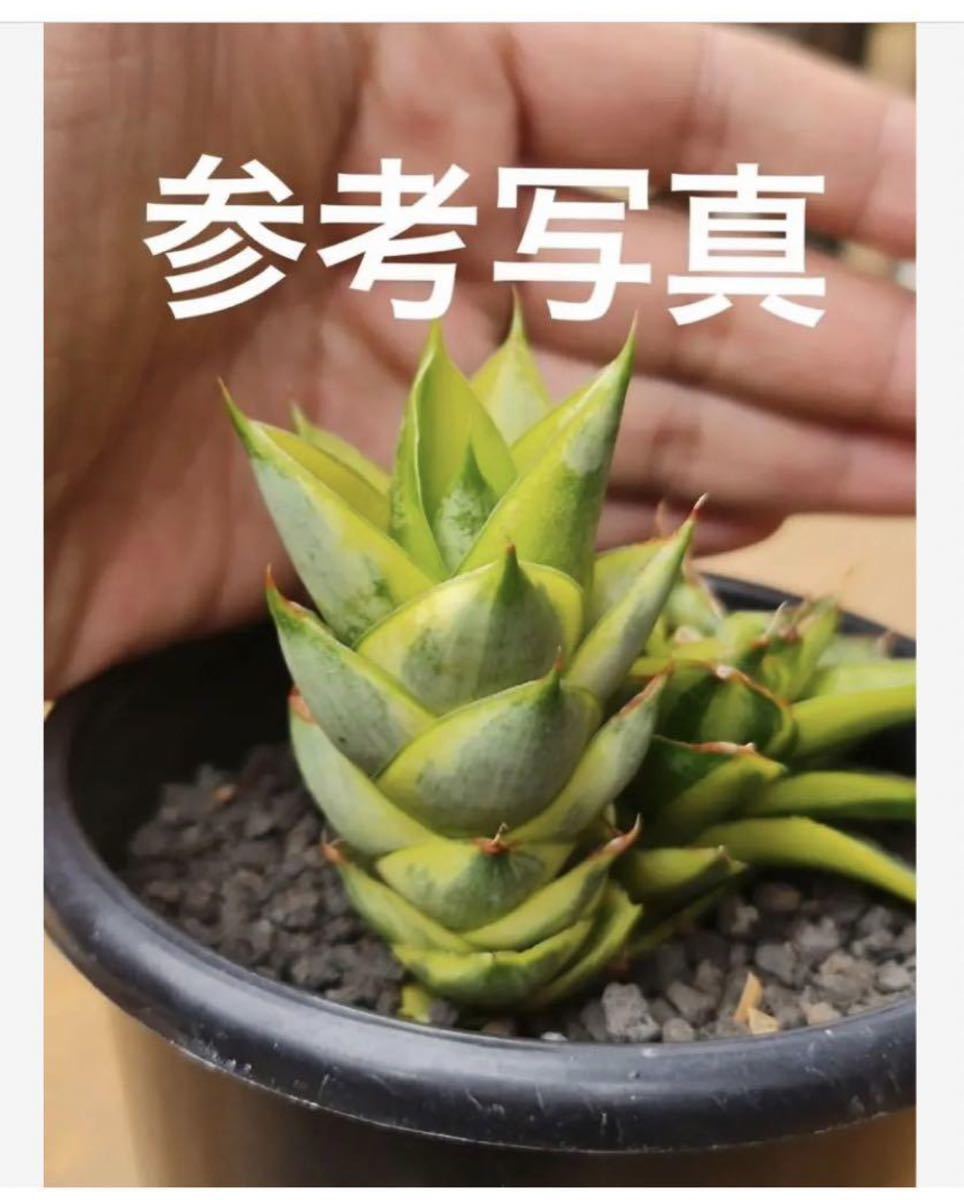 サンスベリア　パゴダ　(ハイブリッド) 斑入り　sansevieria new hibrid 'Pagoda' レアな　サンセベリア　錦　多肉植物_画像6