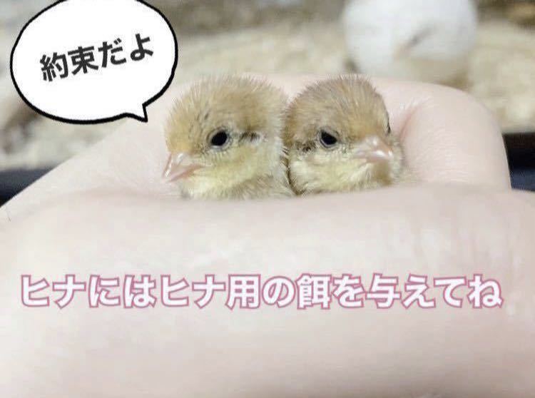 雛用 ヒメウズラ餌 1kg ひめうずら 鳥 餌 うずら ヒナ 姫鶉_画像2