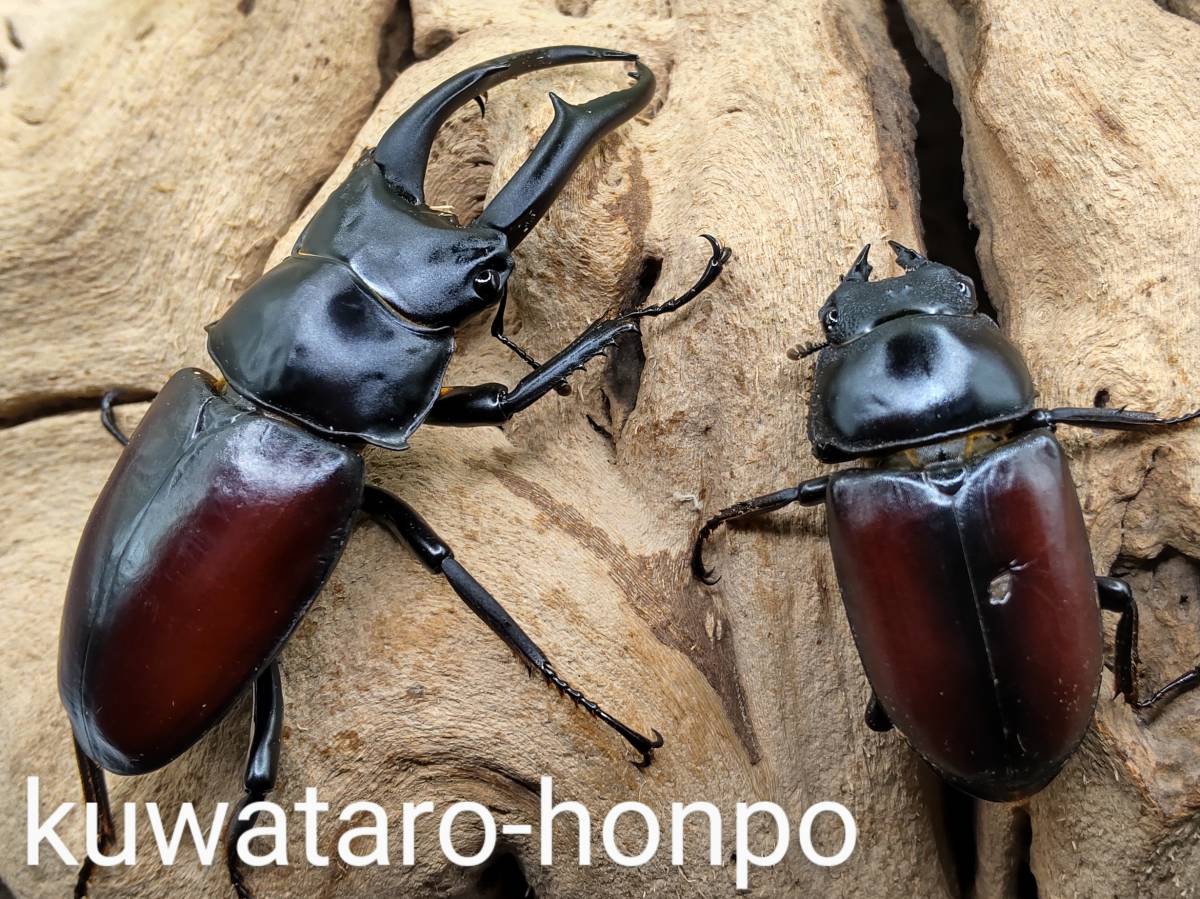 【kuwataro-honpo】　 ドンキエル・ドンキエル（赤ドン）　♂68.7mm x ♀40.1mmペア　【越冬個体・後食開始済】　_画像4