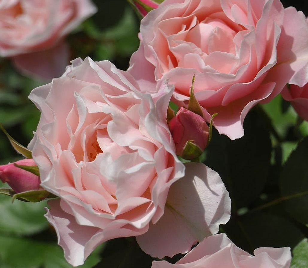  common common flower .[dafne] soft pink from green. flower ......