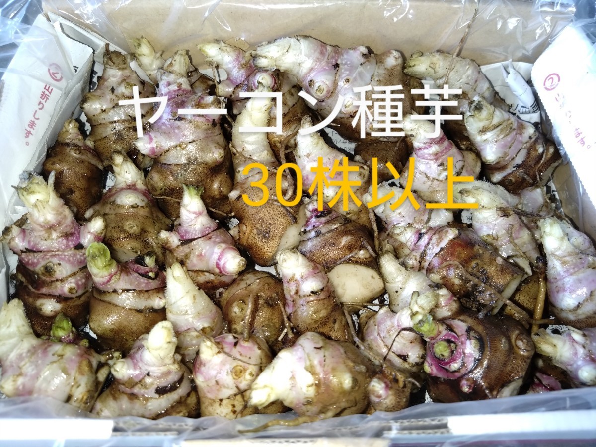 ヤーコン種芋(30株以上) 無農薬で比較的簡単に栽培できます ヤーコン種芋(30株以上) 無農薬で比較的簡単に栽培できます