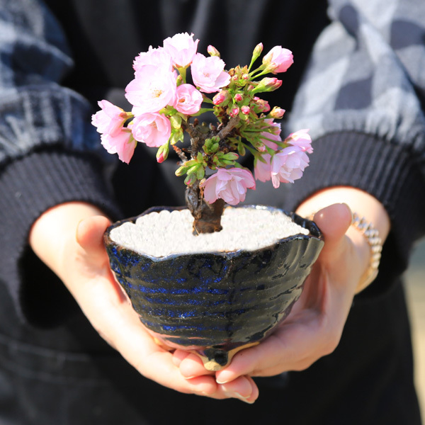 桜盆栽：鉢色選べるミニ一才桜（信楽変形小鉢）*【2024年春開花】自宅でお花見_画像3