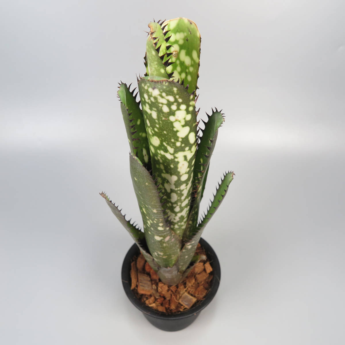 Yahoo!オークション - ビルベルギア Billbergia Over The Moon Yahoo!オークション - ビルベルギア Billbergia Over The Moon