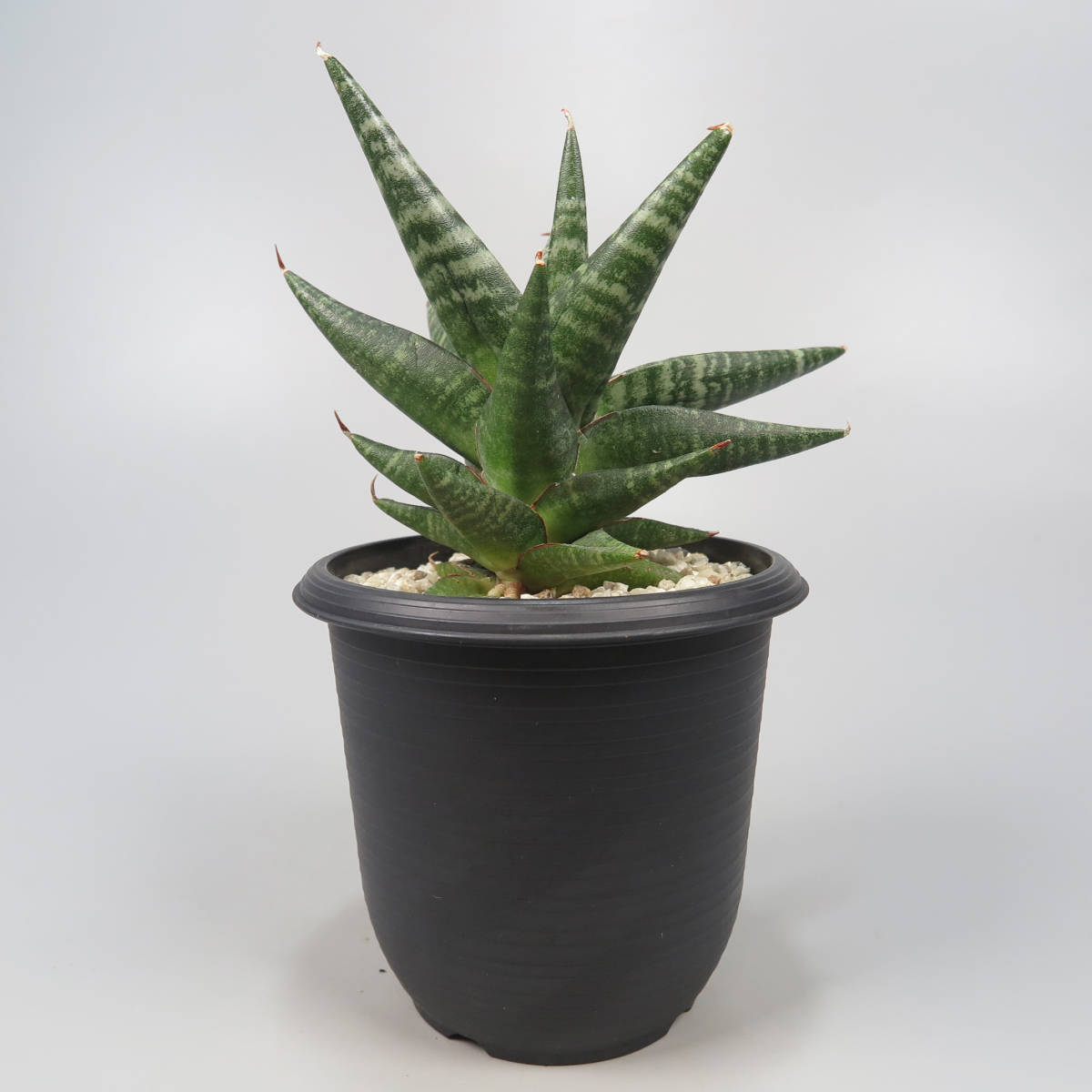 2. サンセベリア ☆ Sansevieria Black Diamond ★ サンスベリア_画像5