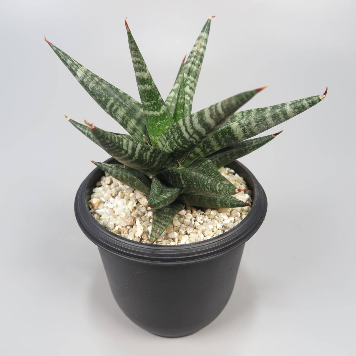 2. サンセベリア ☆ Sansevieria Black Diamond ★ サンスベリア_画像3