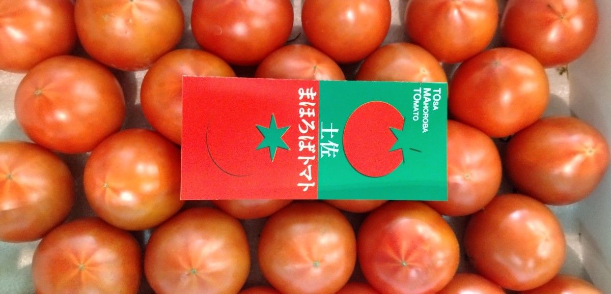 ★高知県南国産　まほろばトマト　約1.5k 化粧箱　　フルーツトマト