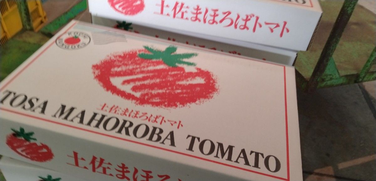 ★高知県南国産　まほろばトマト　約1.5k 化粧箱　　フルーツトマト