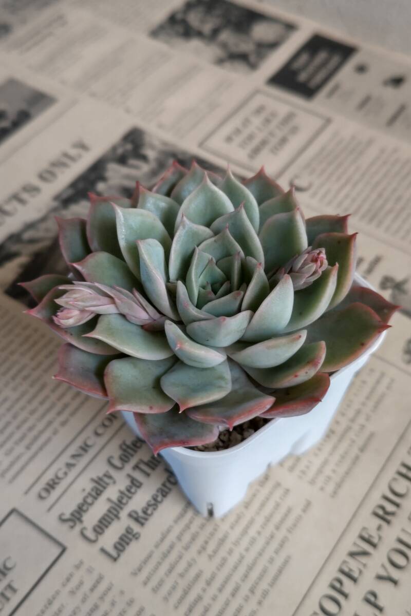 ★大きくて美しいヘラクレス・エケベリア★多肉植物 カット苗 約9cm 寄せ植えの画像3