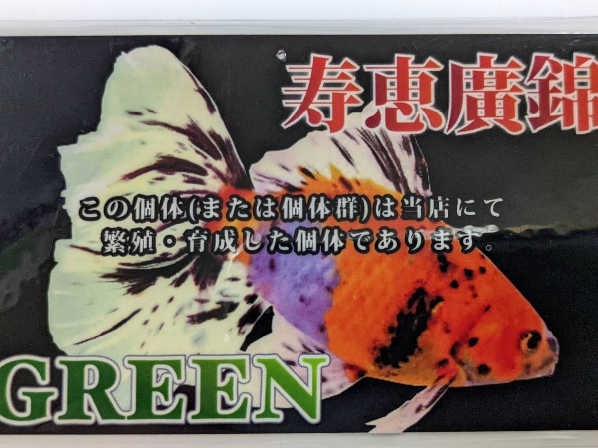 Lー2．●●寿恵廣錦●●．令5．11月３日孵化、約8〜9cm．墨モザイク、_画像10