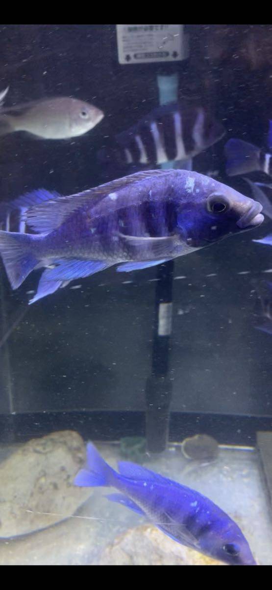 アフリカンシクリッド Placidochromis phenochilus Tanzania 10-11 cm ドイツ産　良品　写真個体販売_画像6