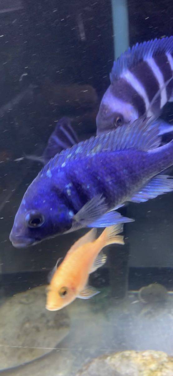 アフリカンシクリッド Placidochromis phenochilus Tanzania 10-11 cm ドイツ産　良品　写真個体販売_画像1