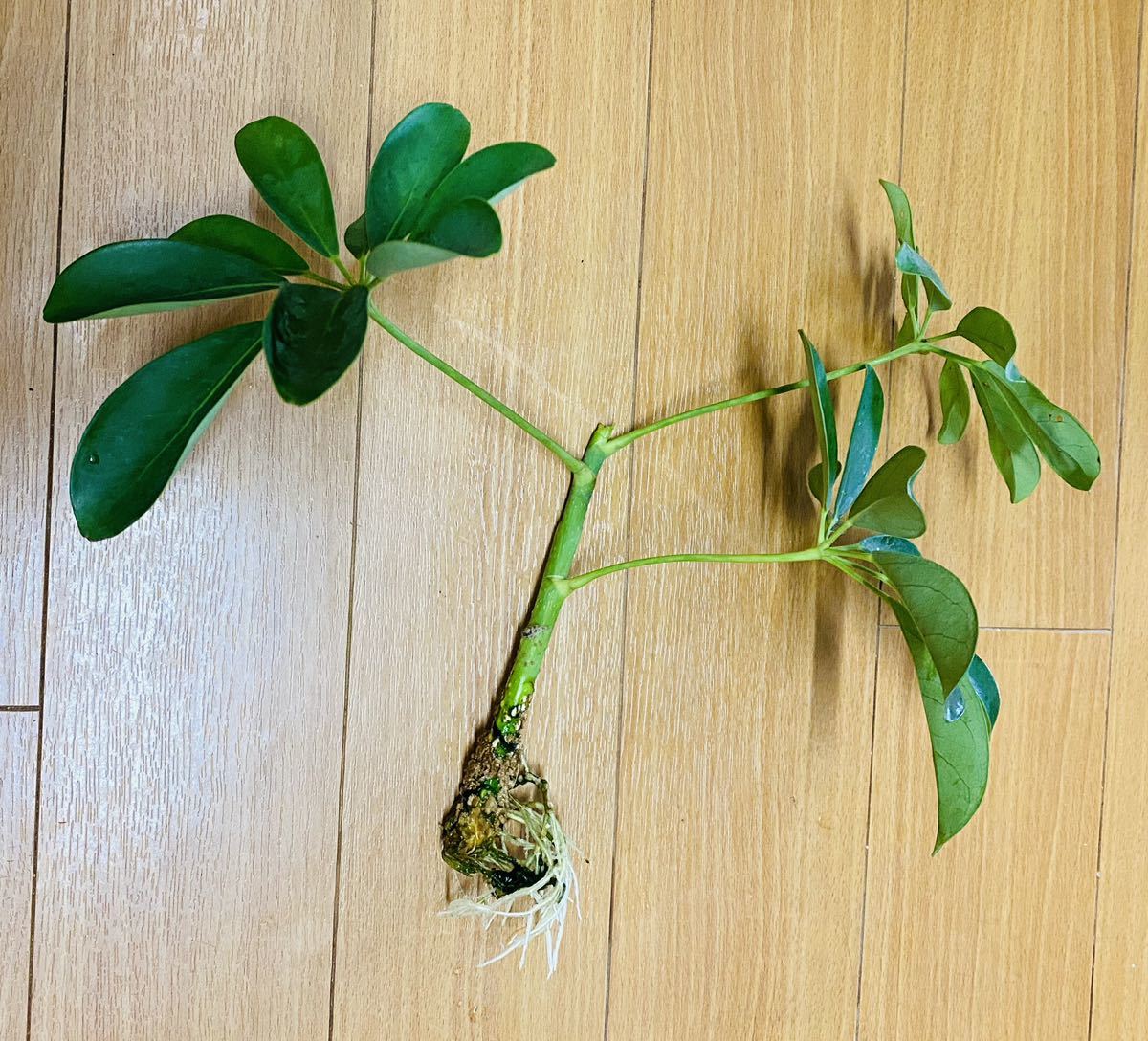  Schefflera arboricola departure root seedling decorative plant 