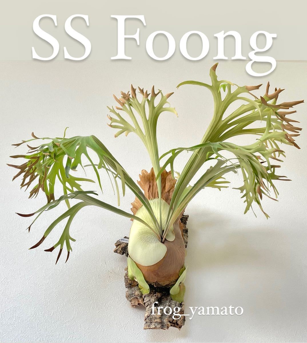 Yahoo!オークション - ss foong オリジナル 子株 エスエス Yahoo!オークション - ss foong オリジナル 子株 エスエス