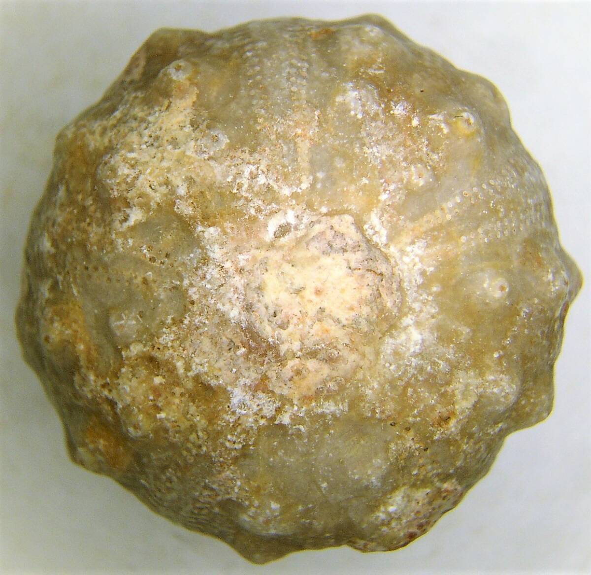 ウニ化石 トキスターとアクロサレニア ２種の画像2