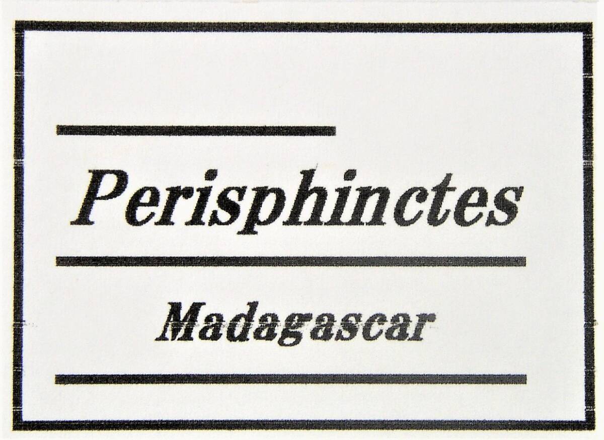 マダガスカルのアンモナイト化石・ペリスフィンクテス（Ｃ）_画像4