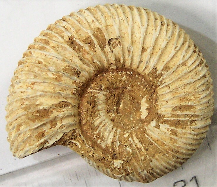 マダガスカルのアンモナイト化石・ペリスフィンクテス（A）_画像2