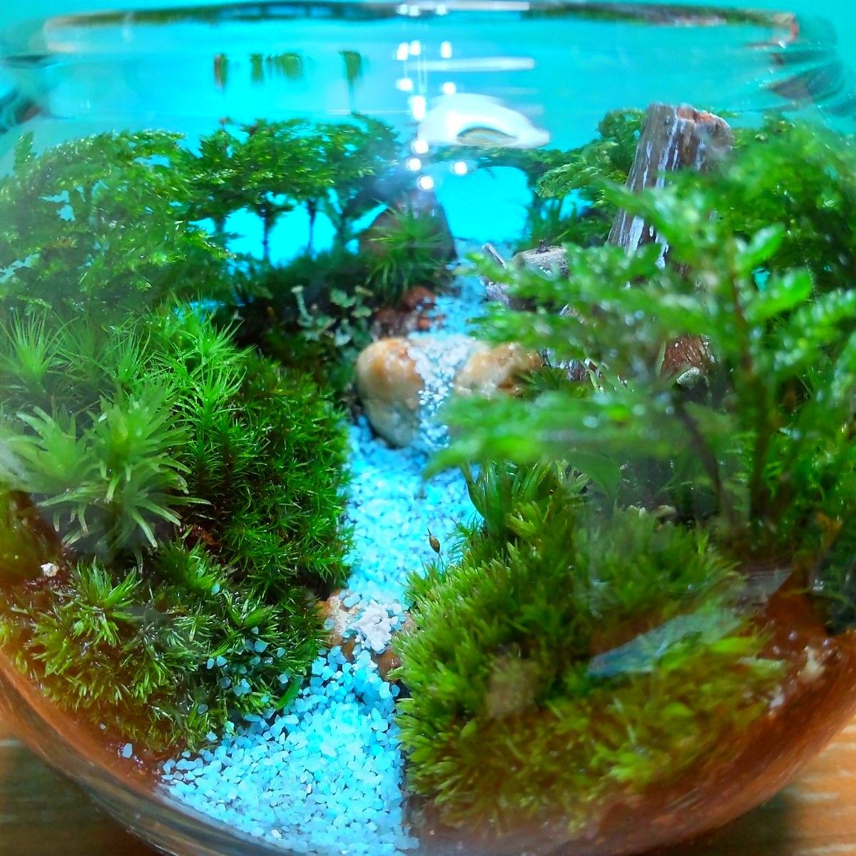 神秘な苔の世界 不思議な森 苔テラリウム 森の妖精 どっしり 神秘な苔の世界 不思議な森 苔テラリウム 森の妖精 どっしり