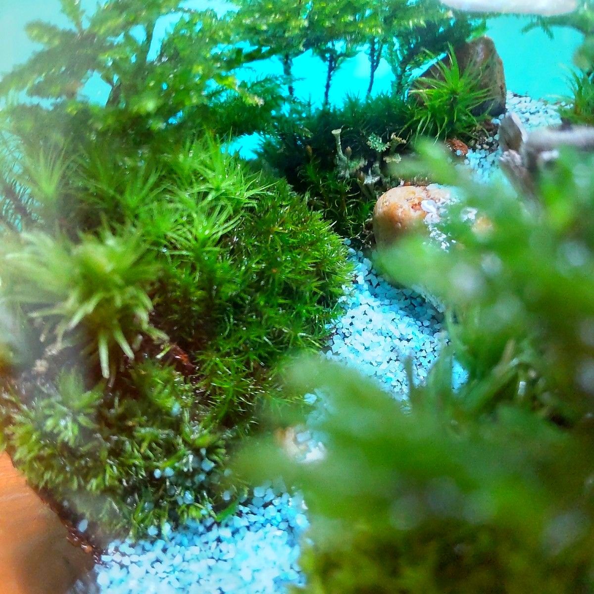 神秘な苔の世界 不思議な森 苔テラリウム 森の妖精 どっしり 神秘な苔の世界 不思議な森 苔テラリウム 森の妖精 どっしり